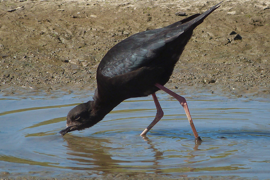 Hossack Wetland restoration for treasured Kakī