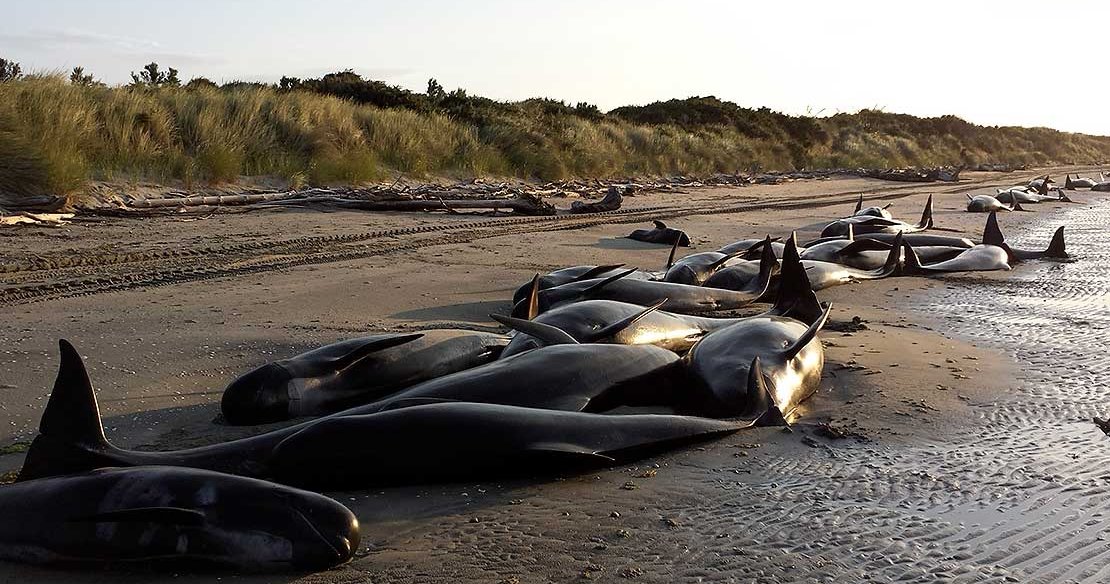 Research reveals new insights into the biology of New Zealand’s pilot whales