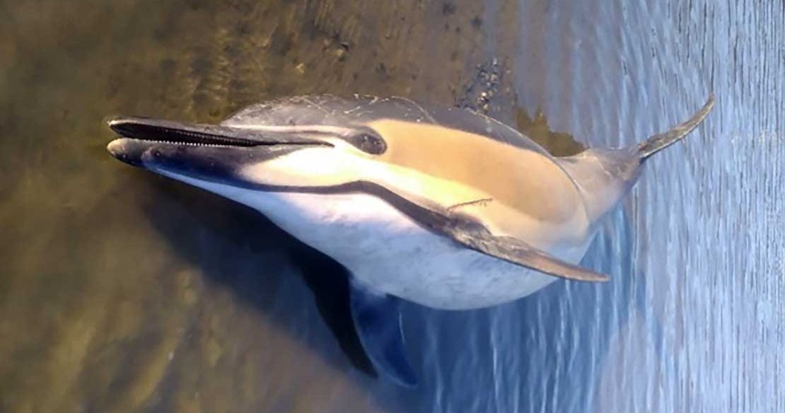New research calls for consistent guidance during euthanasia of stranded cetaceans