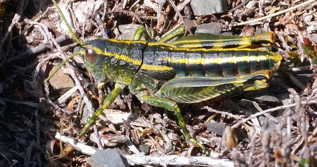 Grasshoppers show how alpine fauna will be lost as global temperatures rise