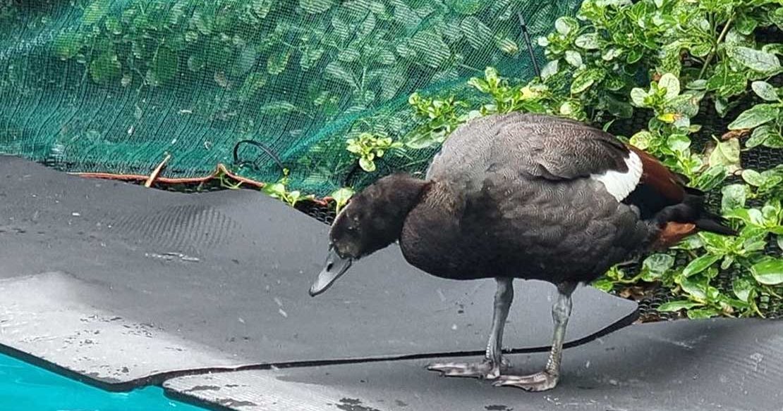 Decoy helps endemic pūtangitangi through rehab