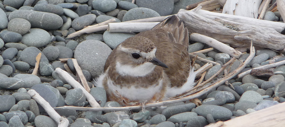 Community conservation brings native birds back to South Rakaia