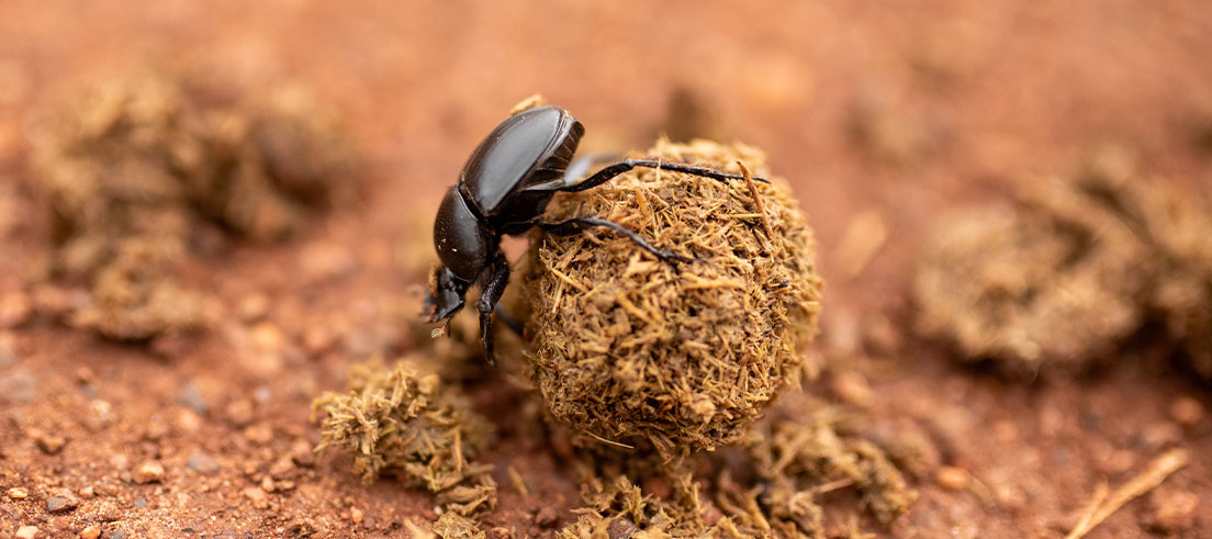 Tiny Titans: Dung beetles take on big job in South Canterbury